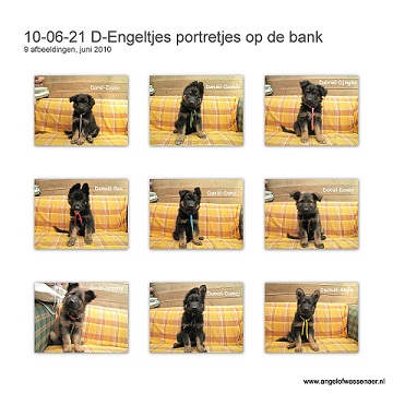 Portretjes op de bank, Oudduitse Herder pups van 7 weken